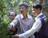 Người trồng điều Bù Đăng đứng trước thực trạng điều vừa mất giá – vừa mất mùa.