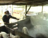 Hội nghị tổng kết công tác thú Y năm 2011 và triển khai công tác tiêm phòng định kỳ gia súc đợt I/2012.