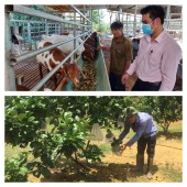 Triển khai Nghị quyết số 11/NQ-CP về Chương trình phục hồi và phát triển kinh tế - xã hội của Chính phủ và Nghị quyết số 43/2022/QH15 của Quốc hội về chính sách tài khóa, tiền tệ hỗ trợ Chương trình.