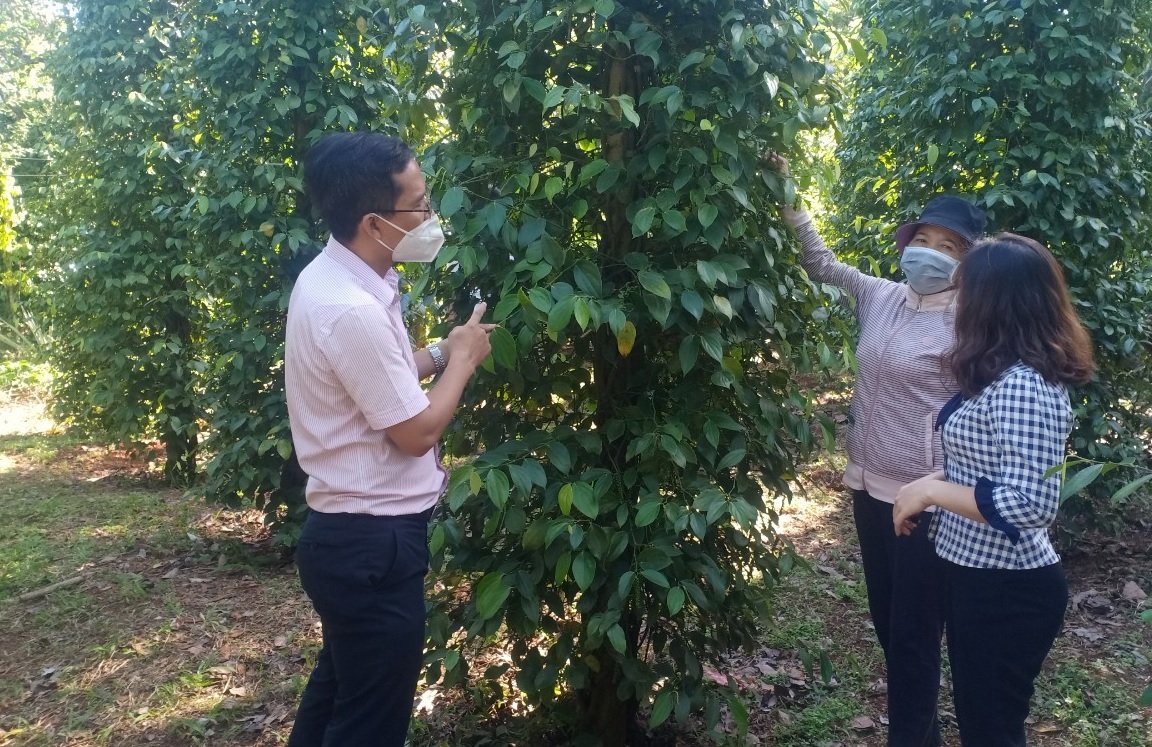 Ngân hàng Chính sách xã hội huyện thăm mô hình trồng tiêu của hộ nghèo trên địa bàn xã Đức Liễu